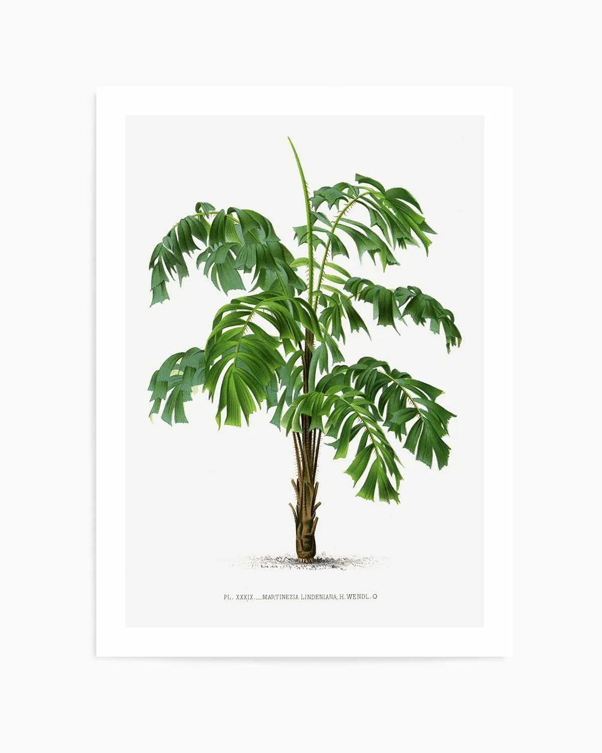Martinezia Lindeniana Vintage Palm Poster Art Print from Olive et Oriel where you can shop wallpaper and artworks online