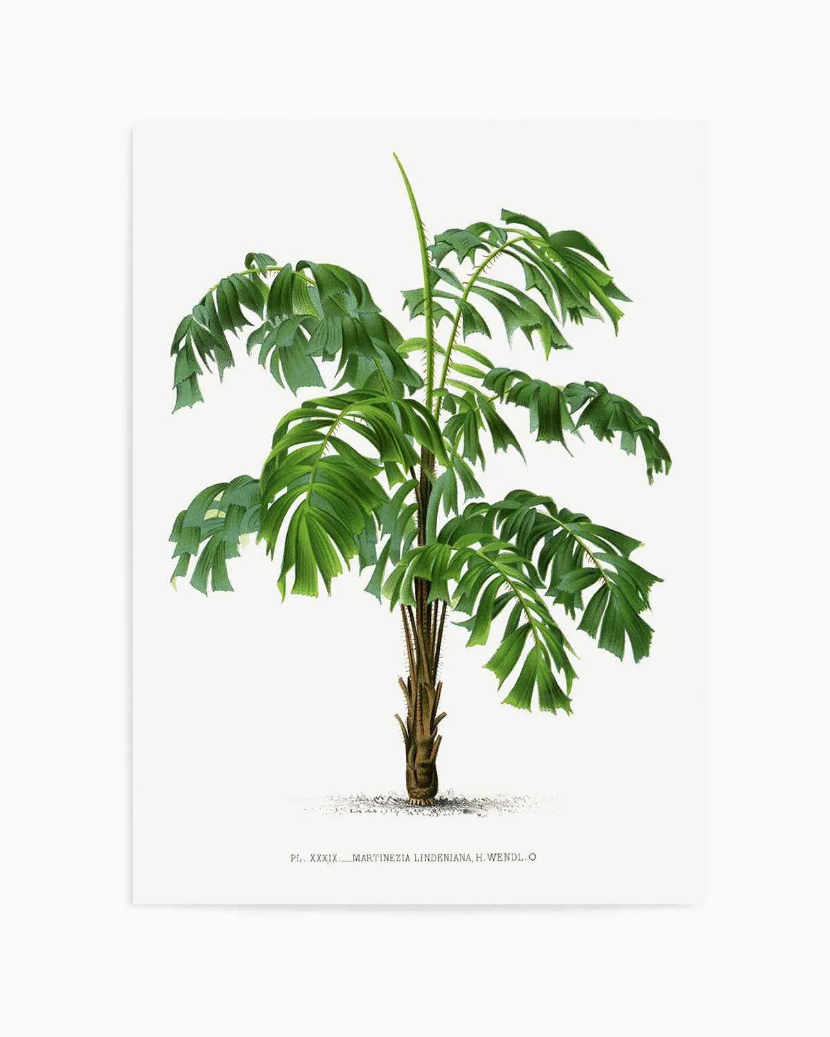 Martinezia Lindeniana Vintage Palm Poster Art Print from Olive et Oriel where you can shop wallpaper and artworks online