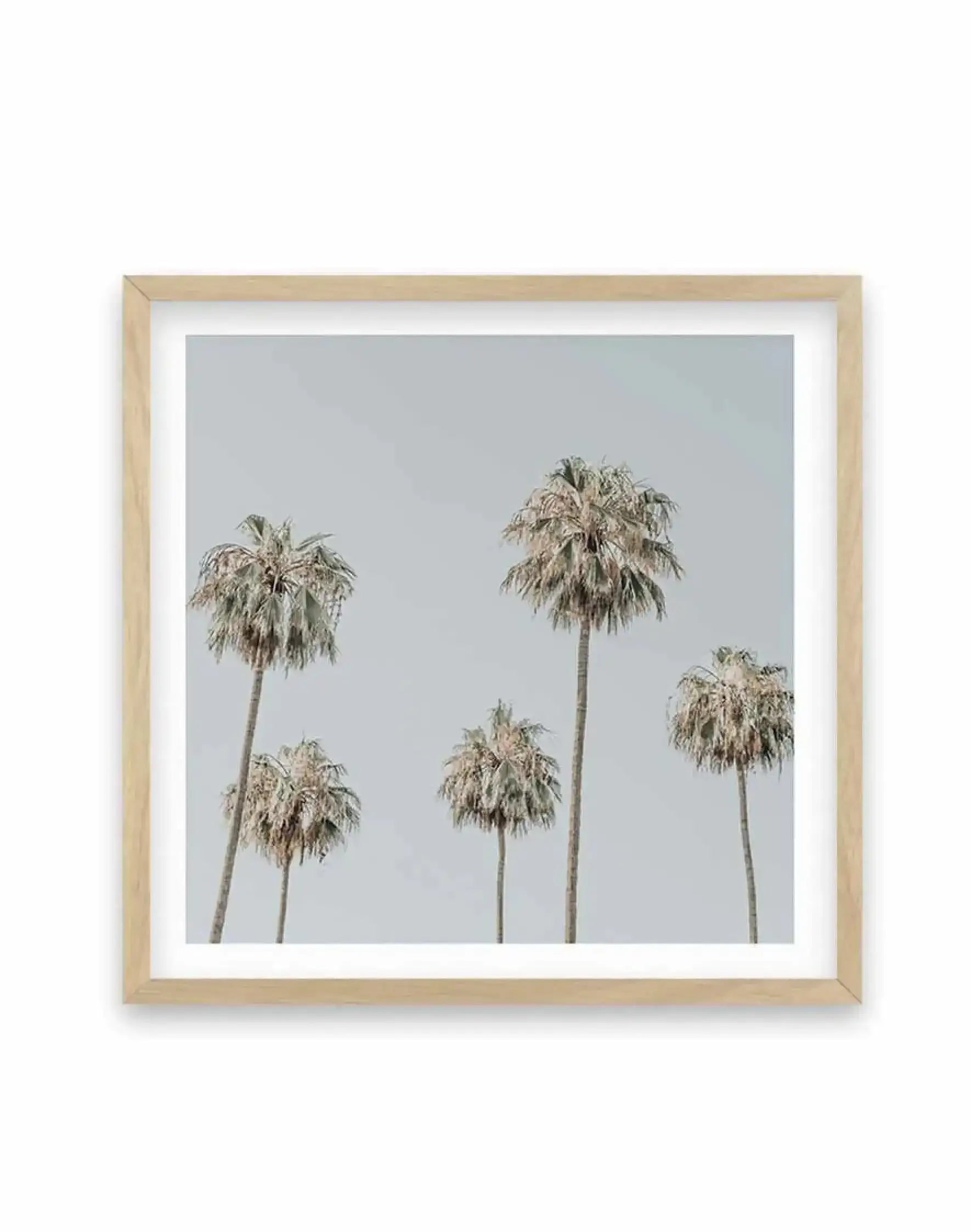 Melrose Ave Palms SQ Art Print-PRINT-Olive et Oriel-Olive et Oriel-70x70 cm | 27.5" x 27.5"-Oak-With White Border-Buy-Australian-Art-Prints-Online-with-Olive-et-Oriel-Your-Artwork-Specialists-Austrailia-Decorate-With-Coastal-Photo-Wall-Art-Prints-From-Our-Beach-House-Artwork-Collection-Fine-Poster-and-Framed-Artwork