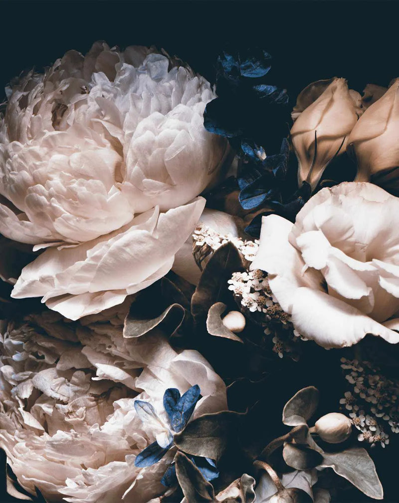 Peel and stick wallpaper featuring a dramatic close-up of a floral arrangement with large, full blooms in shades of antique white and pale blush, accented by deep indigo and muted bronze foliage against a dark, moody background. The composition highlights the intricate layers of petals and includes smaller white blossoms and round, light-colored berries, creating a rich, opulent botanical design with a slightly desaturated, vintage photographic quality.