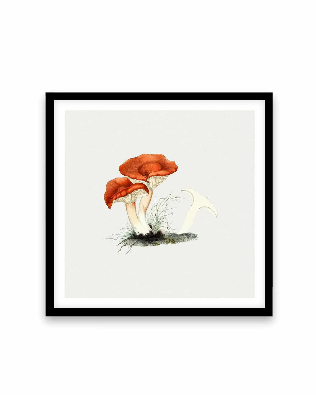 Milkcap Mushroom Vintage Illustration Art Print from Olive et Oriel where you can shop wallpaper and artworks online