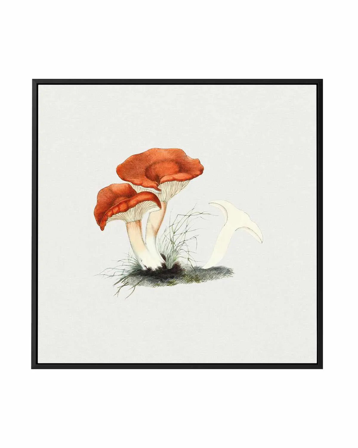 Milkcap Mushroom Vintage Illustration | Framed Canvas Art Print from Olive et Oriel where you can shop wallpaper and artworks online