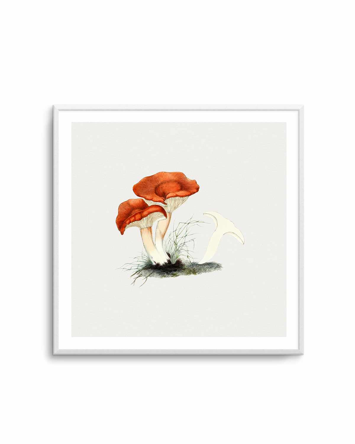 Milkcap Mushroom Vintage Illustration Art Print