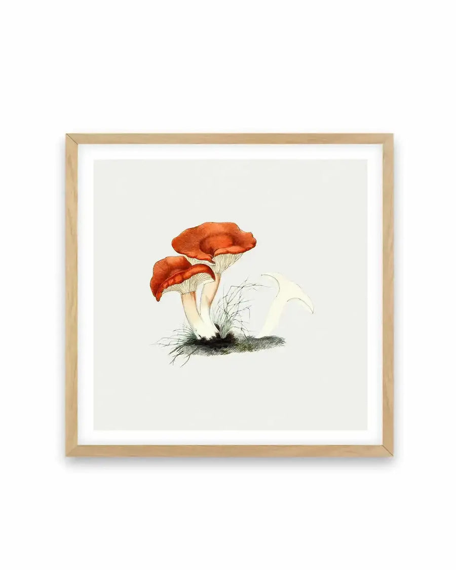 Milkcap Mushroom Vintage Illustration Art Print from Olive et Oriel where you can shop wallpaper and artworks online