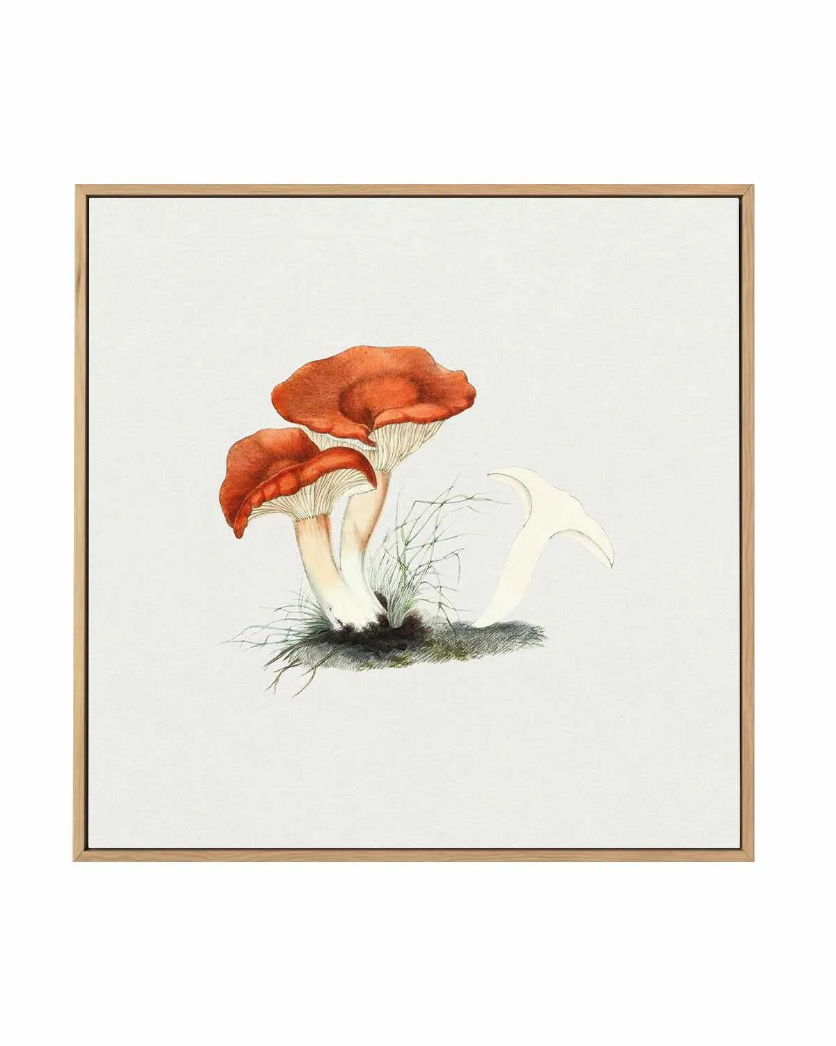 Milkcap Mushroom Vintage Illustration | Framed Canvas Art Print from Olive et Oriel where you can shop wallpaper and artworks online