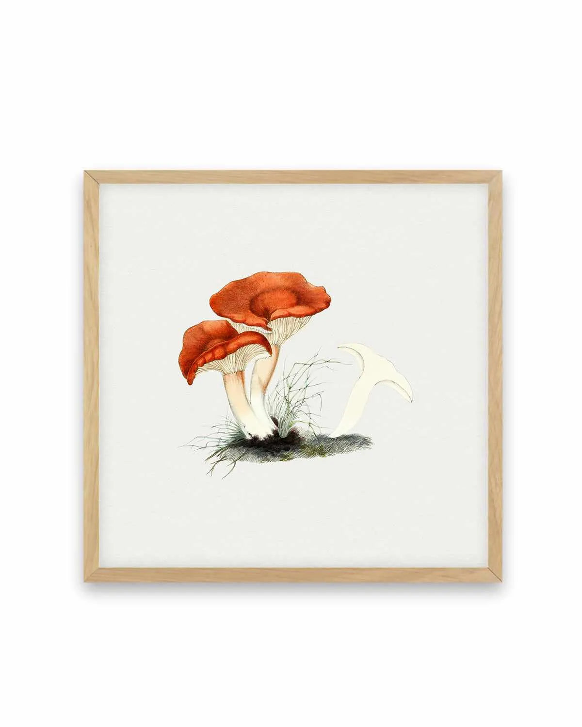Milkcap Mushroom Vintage Illustration Art Print from Olive et Oriel where you can shop wallpaper and artworks online