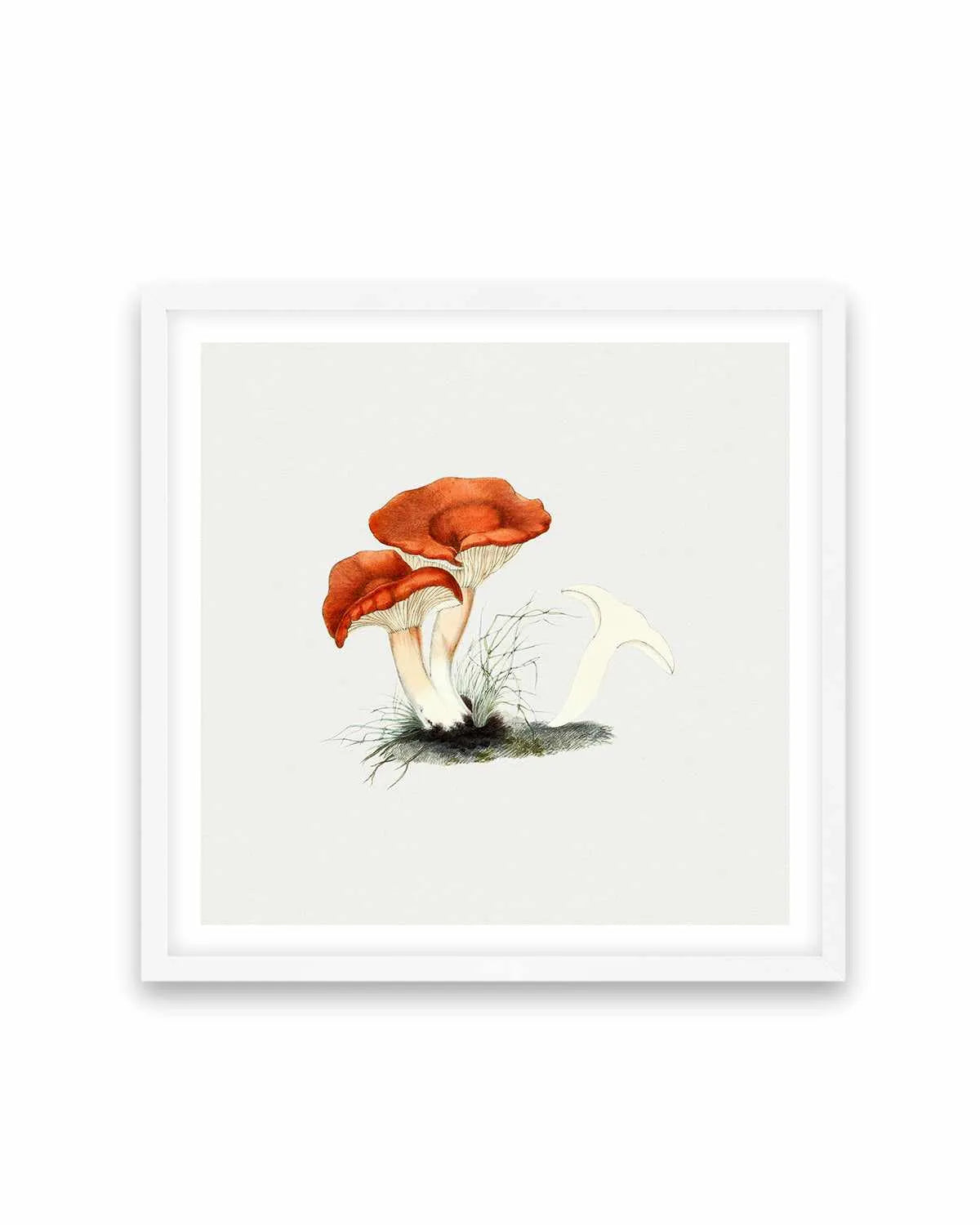 Milkcap Mushroom Vintage Illustration Art Print from Olive et Oriel where you can shop wallpaper and artworks online
