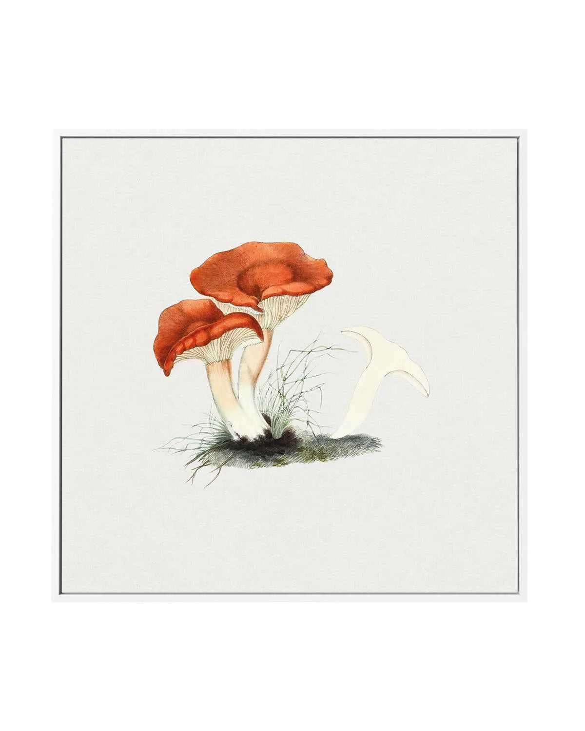 Milkcap Mushroom Vintage Illustration | Framed Canvas Art Print from Olive et Oriel where you can shop wallpaper and artworks online