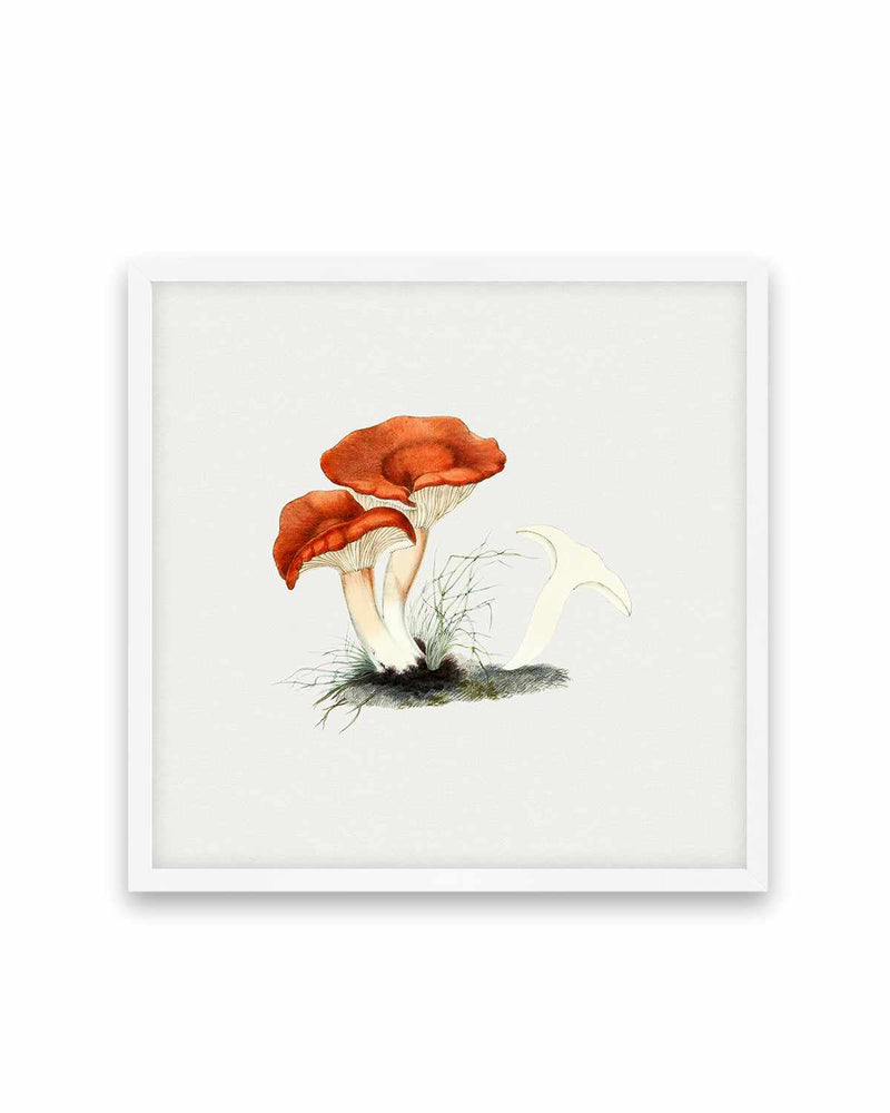 Milkcap Mushroom Vintage Illustration Art Print