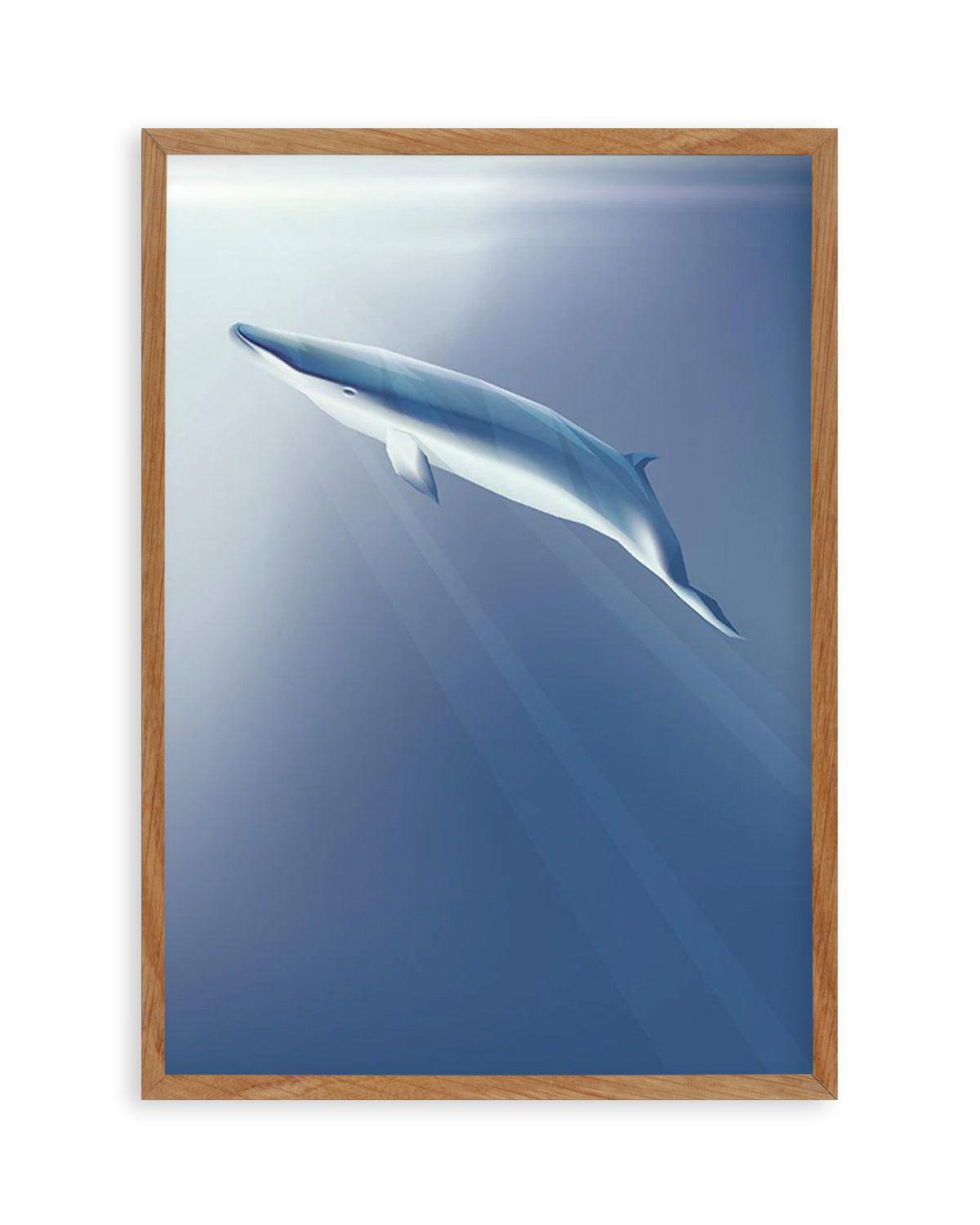 Minke | Graphic Whales Collection Art Print