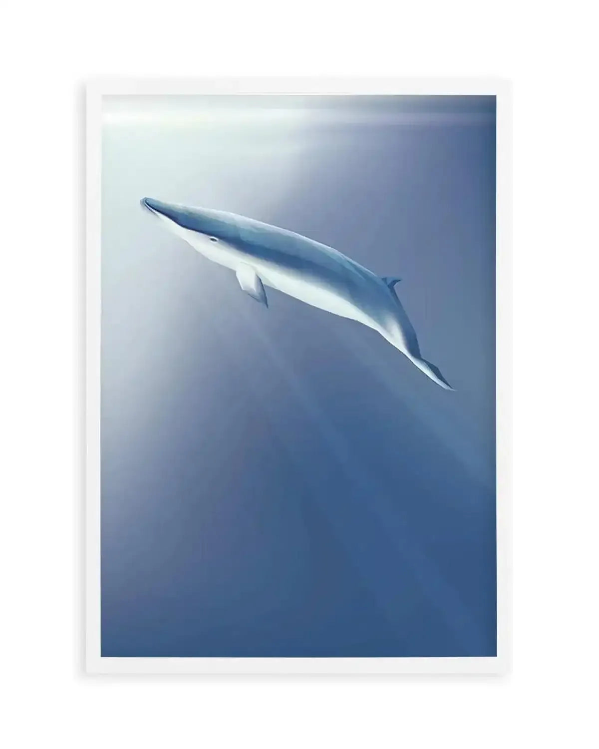 Minke | Graphic Whales Collection Art Print from Olive et Oriel where you can shop wallpaper and artworks online