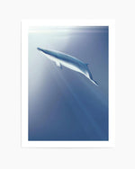 Minke | Graphic Whales Collection Art Print