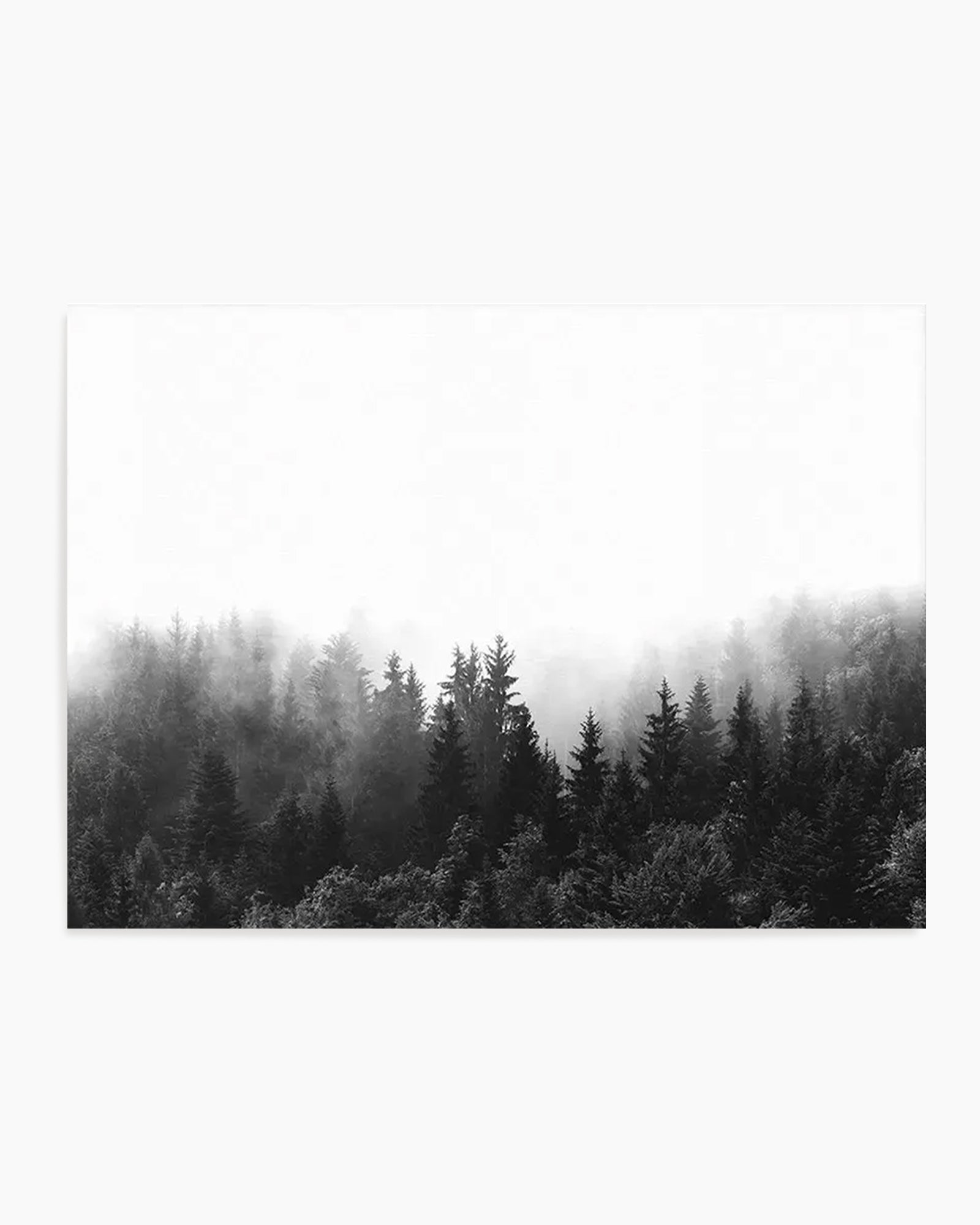 Black and white landscape art print featuring a dense coniferous forest shrouded in mist. Tall evergreen trees with dark silhouettes fade progressively into fog toward the background, creating atmospheric depth. The composition shows the forest canopy occupying the lower two-thirds of the image, with a pale, overcast sky filling the upper portion. The photograph displays fine detail in the tree textures and subtle gradations of gray tones. Mounted as a horizontal print with a clean white border frame.