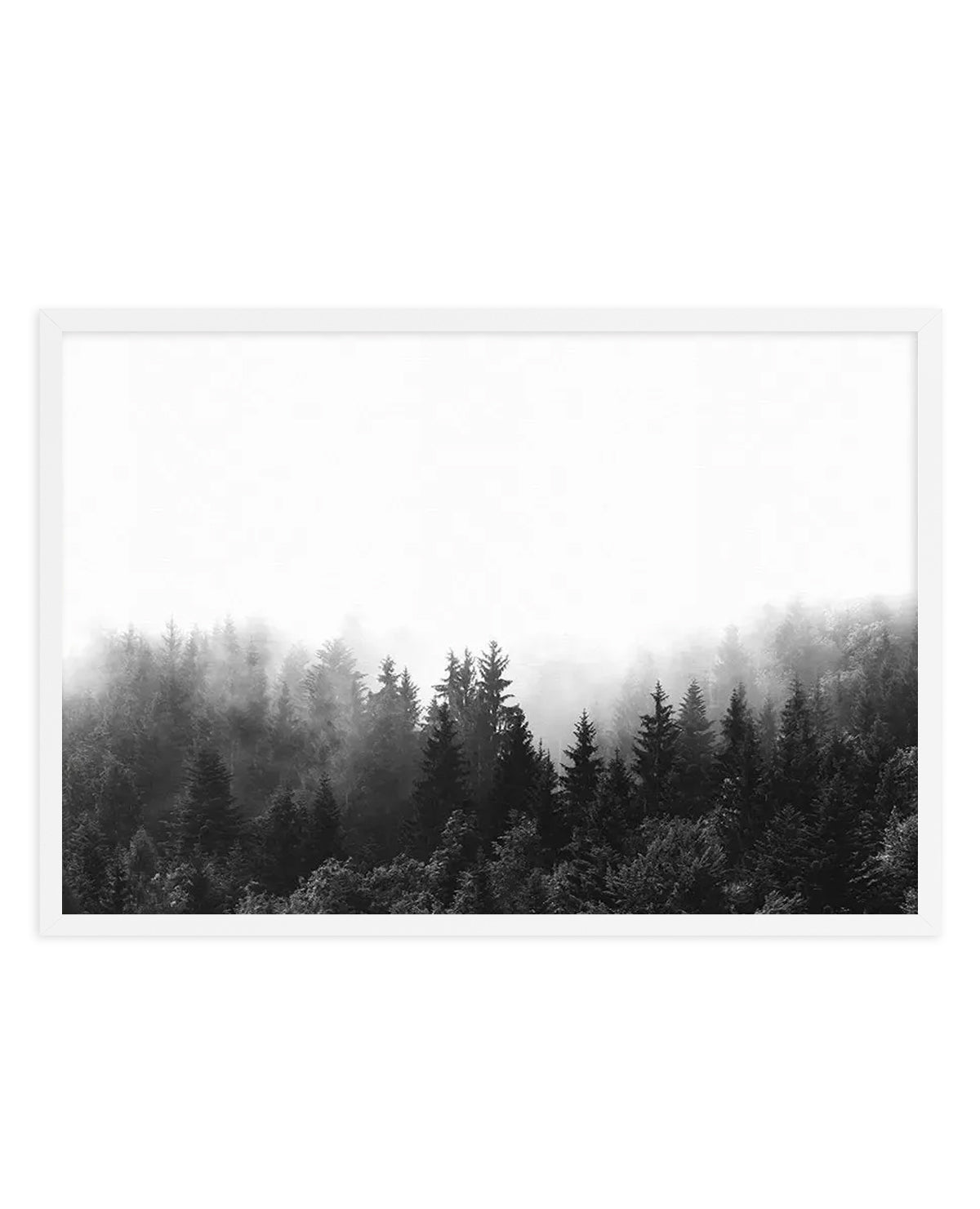 Framed black and white photograph of a dense forest shrouded in mist, with a white frame and white border. The composition features tall evergreen trees in varying shades of dark grey and black, with the upper half of the image dominated by a soft, ethereal white mist that obscures the tops of the trees and creates a sense of depth and mystery.