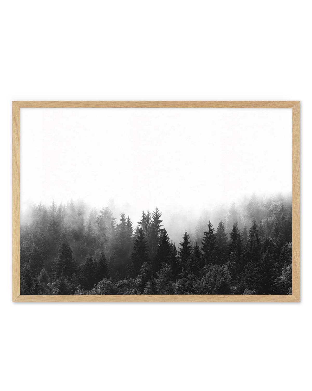 Misty Forest B&W | LS