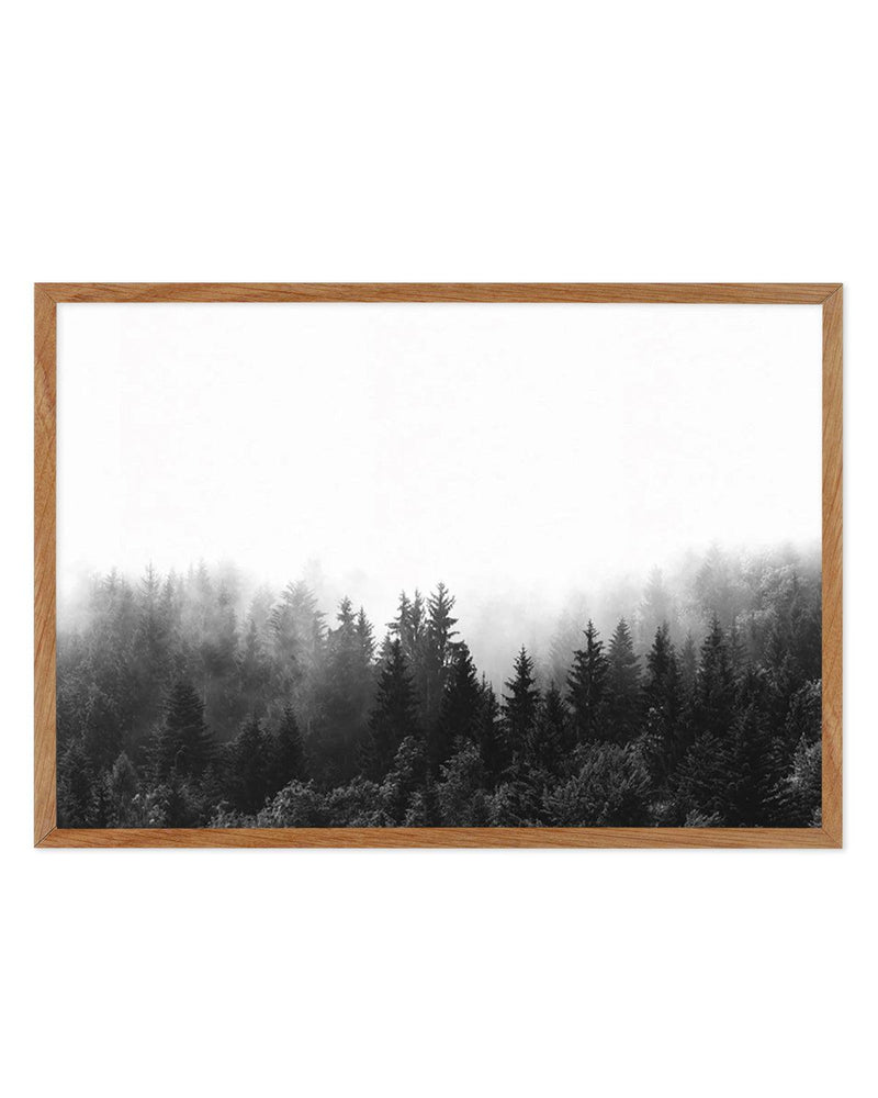 Misty Forest B&W | LS