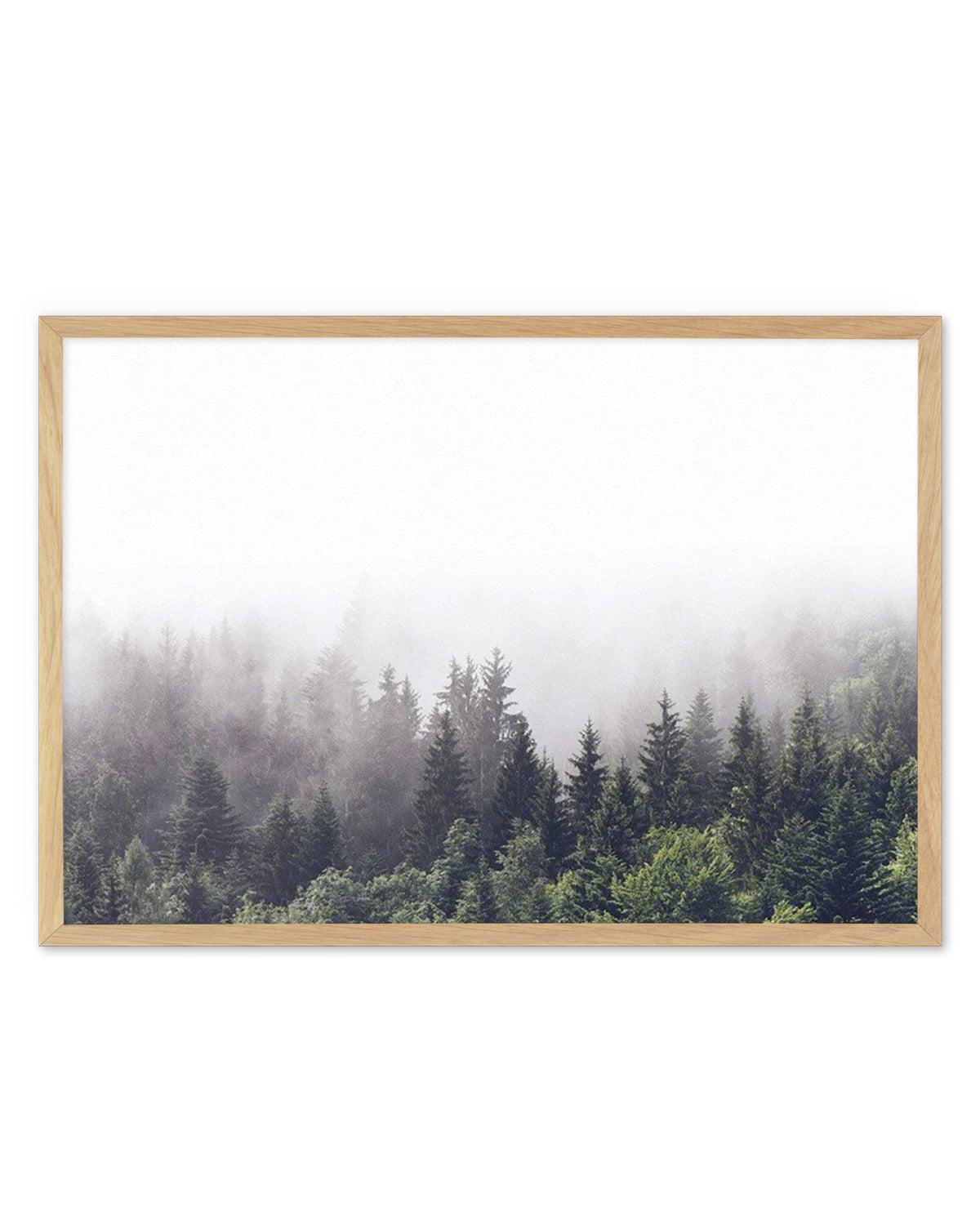 Misty Forest LS