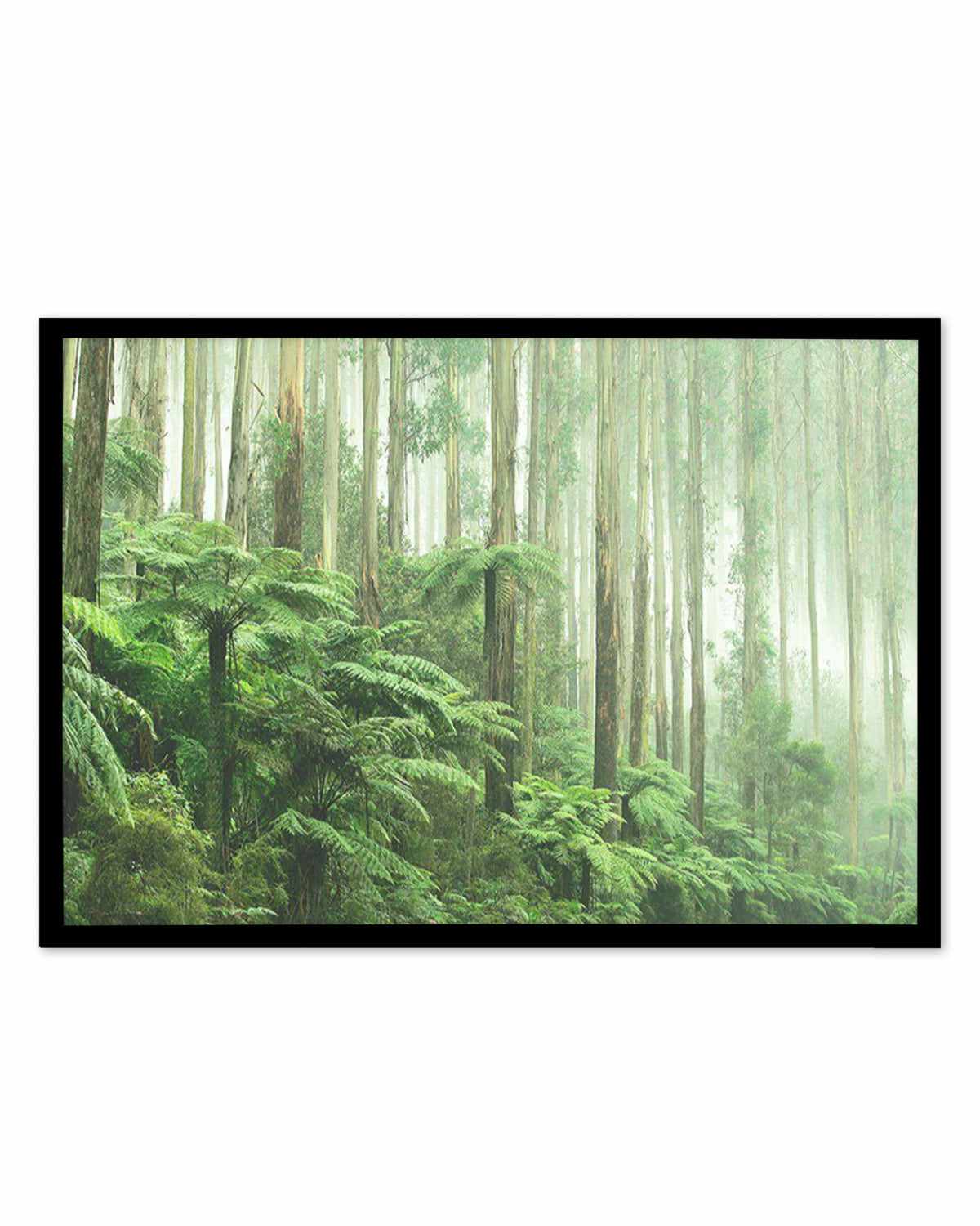 Misty Forest, Healesville Victoria Art Print