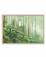 Misty Forest, Healesville Victoria Art Print