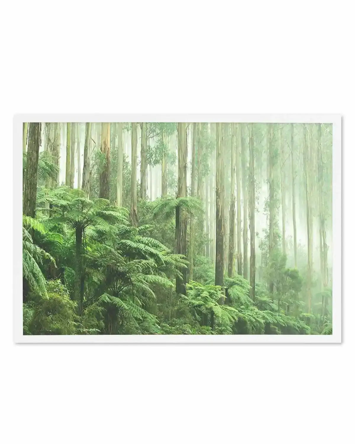 Misty Forest, Healesville Victoria Art Print from Olive et Oriel where you can shop wallpaper and artworks online