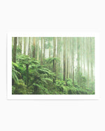 Misty Forest, Healesville Victoria Art Print