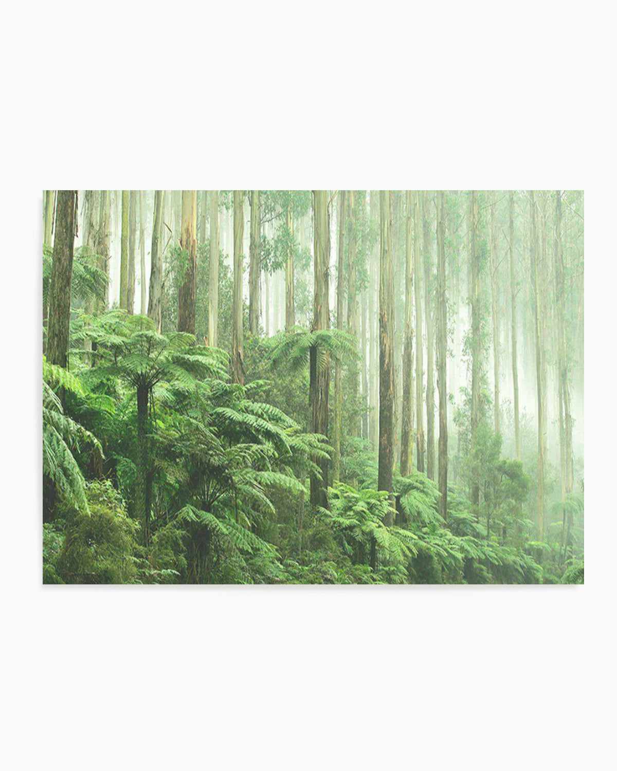 Misty Forest, Healesville Victoria Art Print