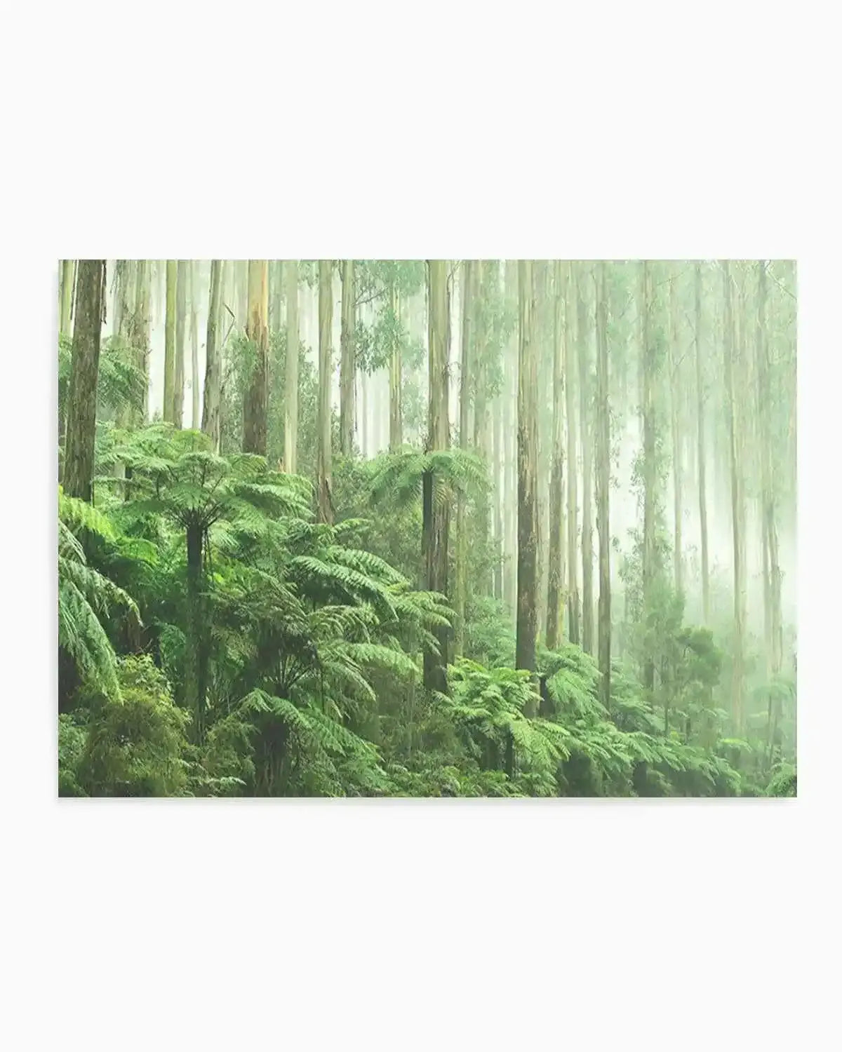 Misty Forest, Healesville Victoria Art Print from Olive et Oriel where you can shop wallpaper and artworks online