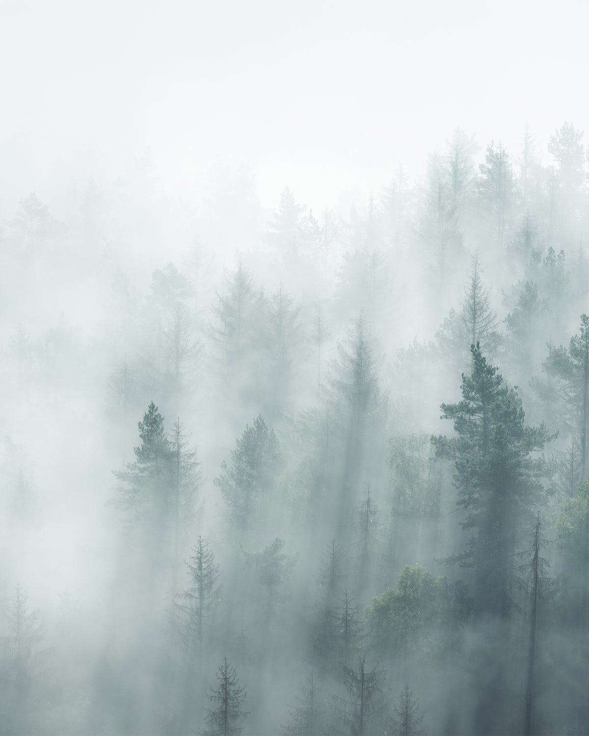 Misty Forest Photo Mural Wallpaper