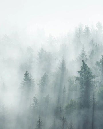 Misty Forest Photo Mural Wallpaper from Olive et Oriel where you can shop wallpaper and artworks online
