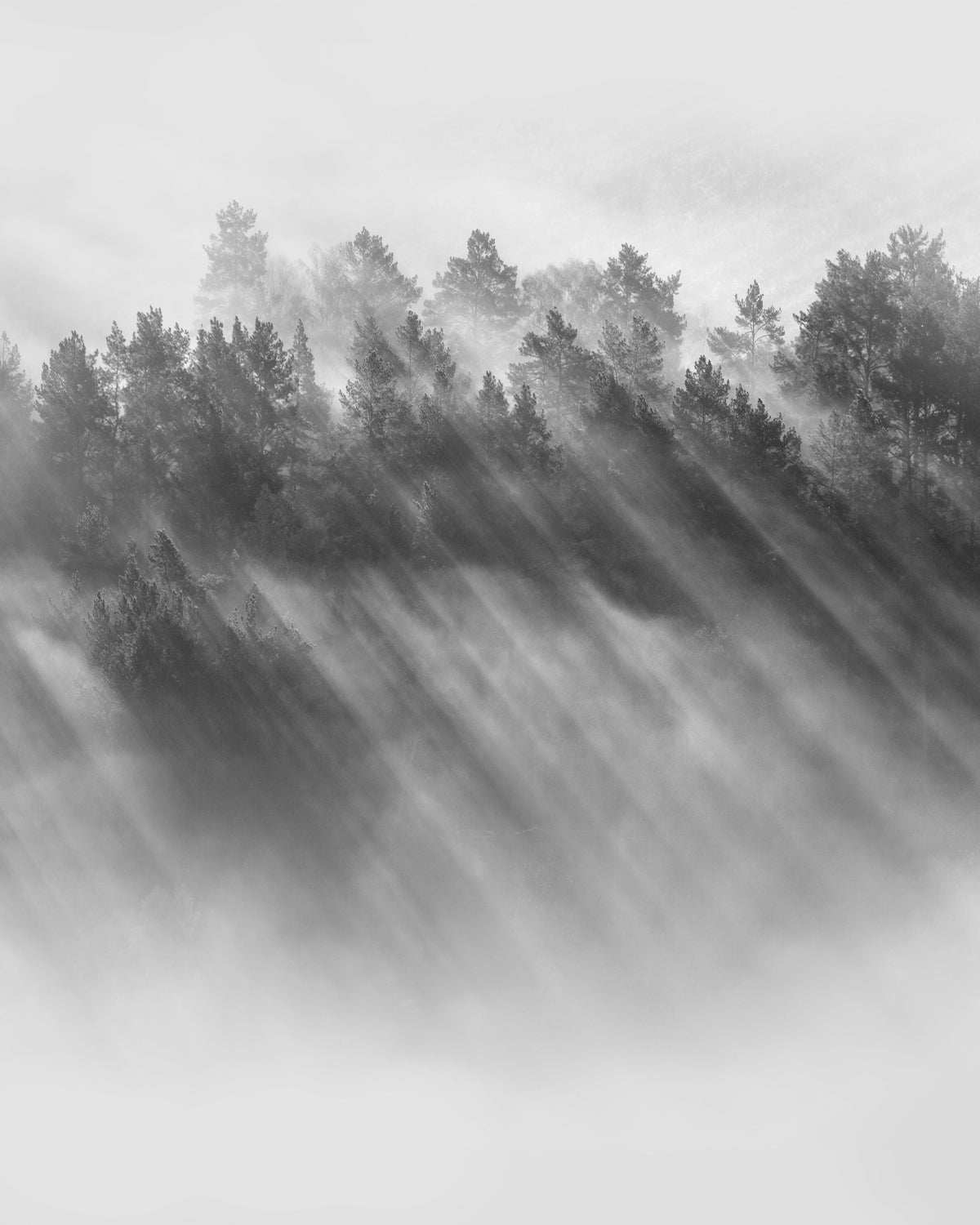 Misty Mountain High Photo Mural Wallpaper