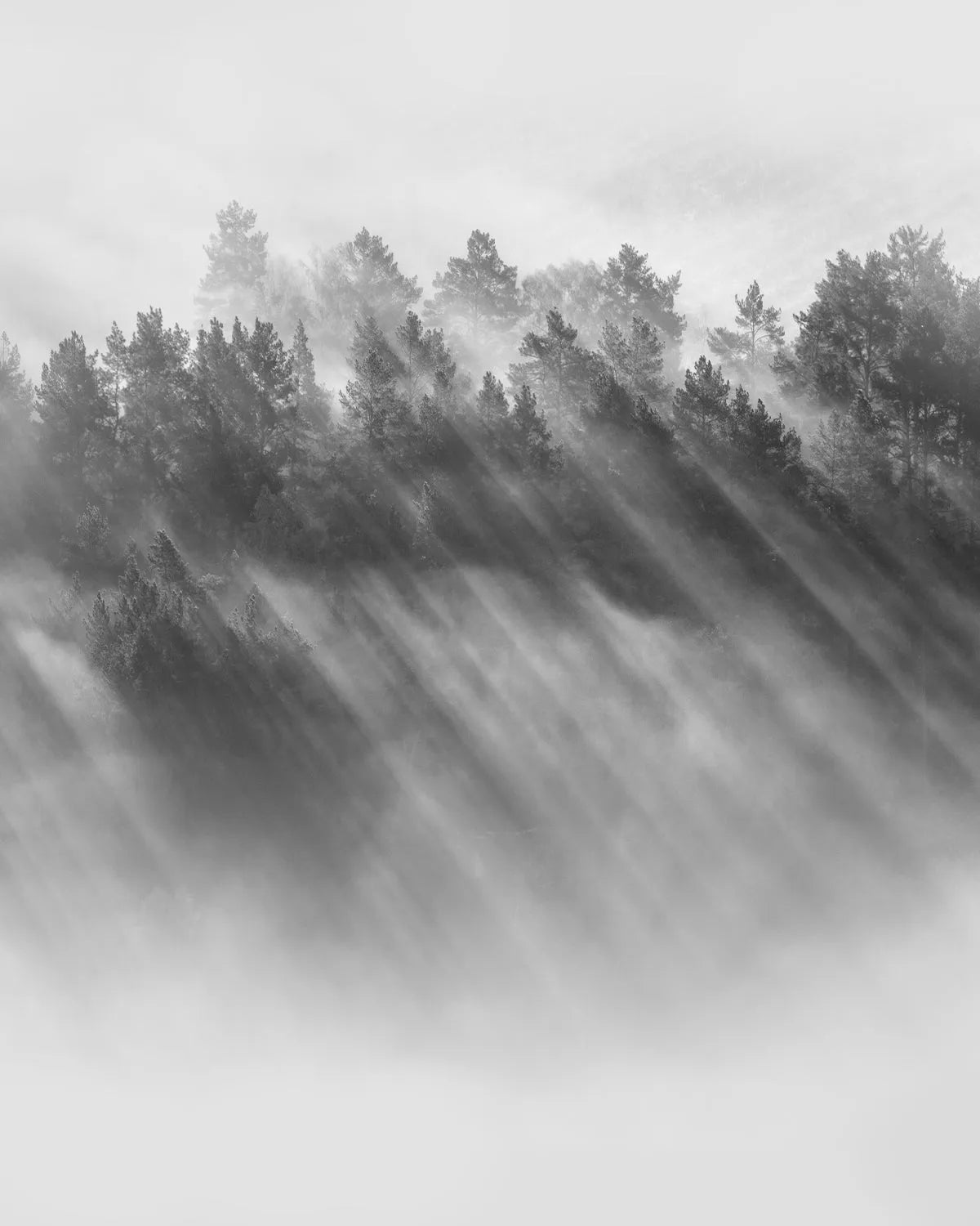 Misty Mountain High Photo Mural Wallpaper from Olive et Oriel where you can shop wallpaper and artworks online