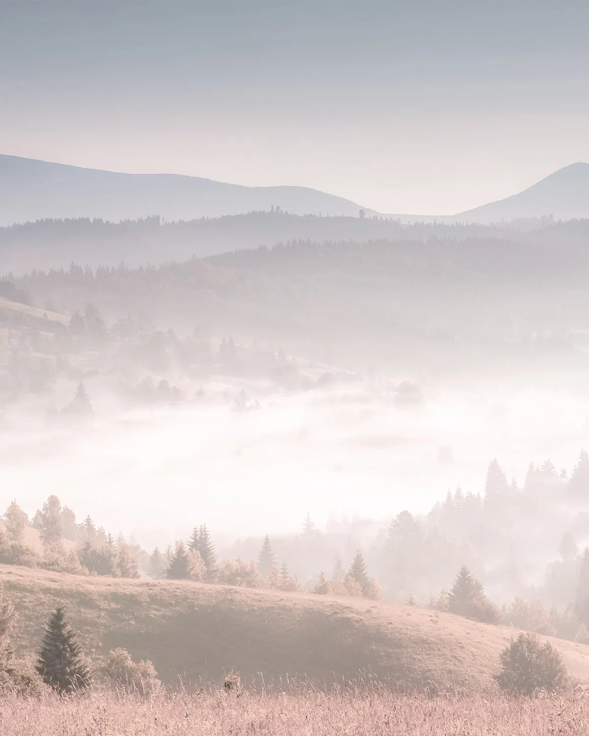 Misty Pastures Photo Mural Wallpaper from Olive et Oriel where you can shop wallpaper and artworks online