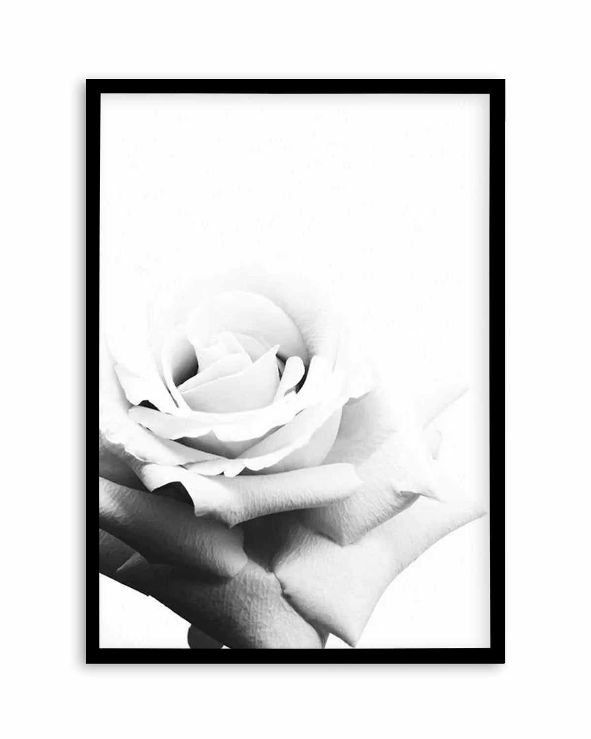 Monochrome Rose Art Print