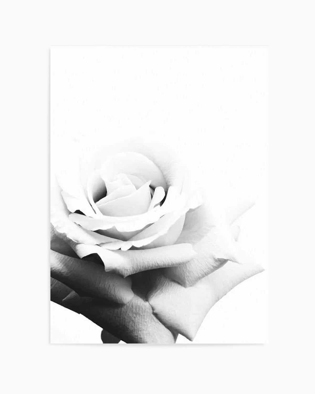 Monochrome Rose Art Print