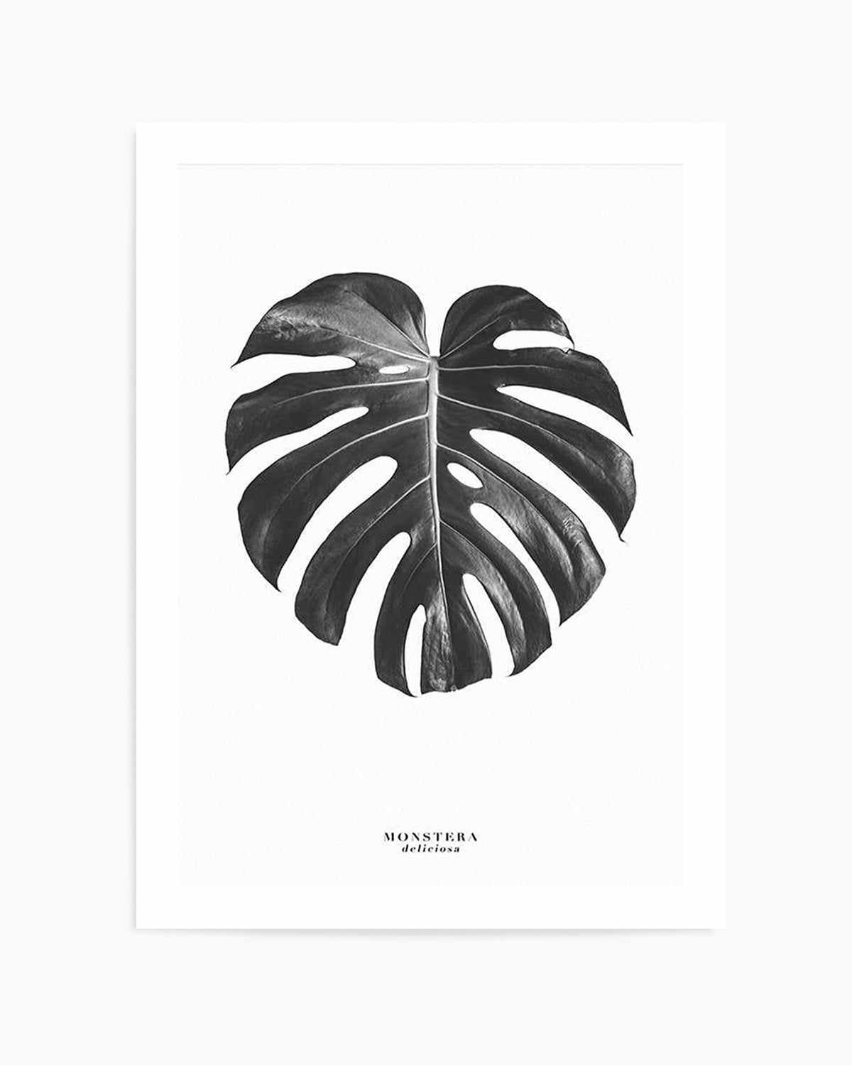 Monstera Deliciosa Art Print