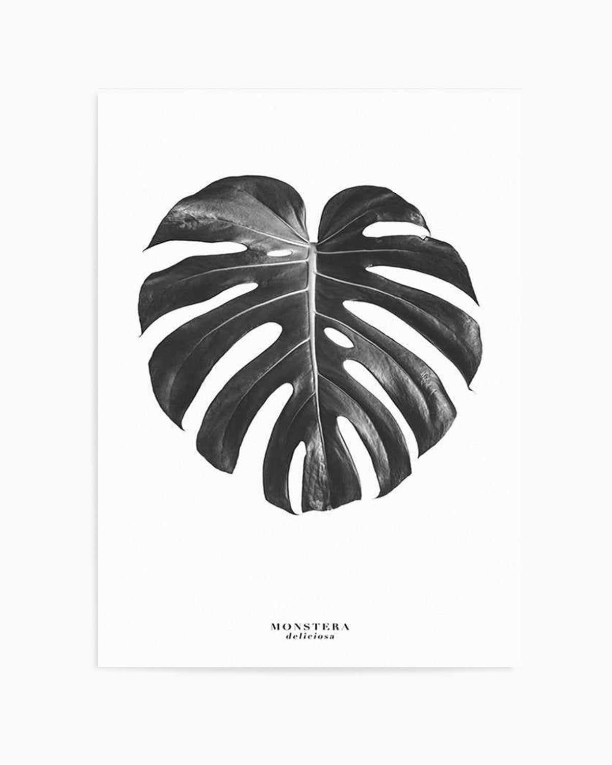 Monstera Deliciosa Art Print