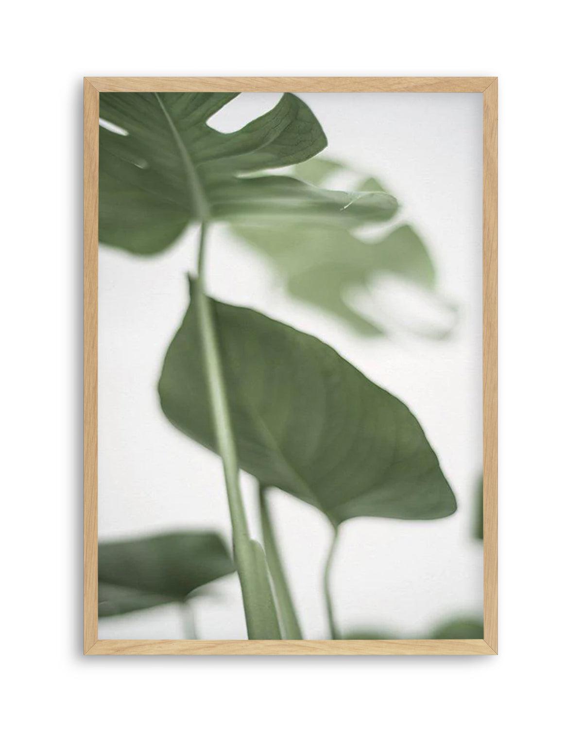 Monstera II Art Print