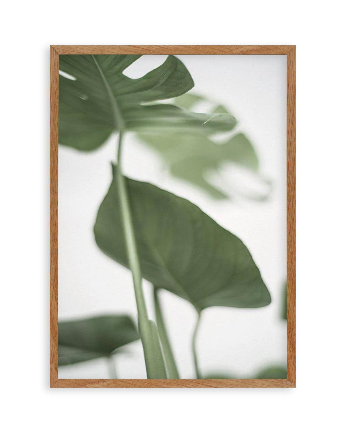 Monstera II Art Print