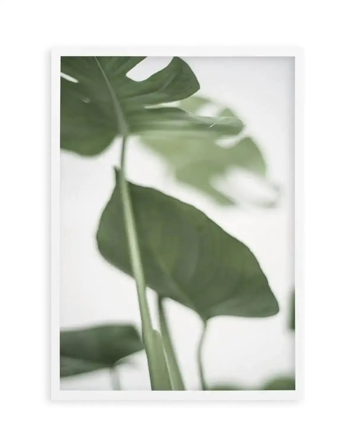 Monstera II Art Print from Olive et Oriel where you can shop wallpaper and artworks online
