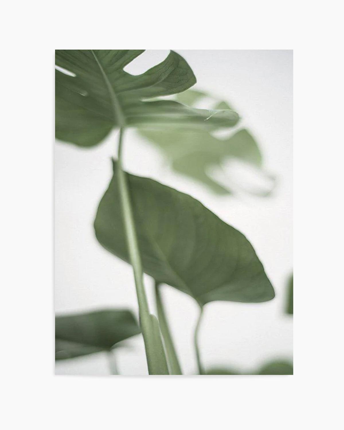 Monstera II Art Print