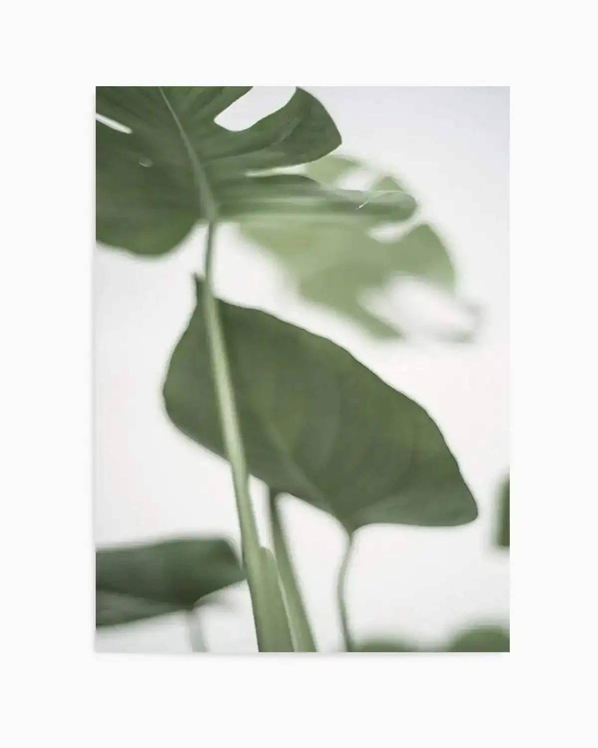 Monstera II Art Print from Olive et Oriel where you can shop wallpaper and artworks online