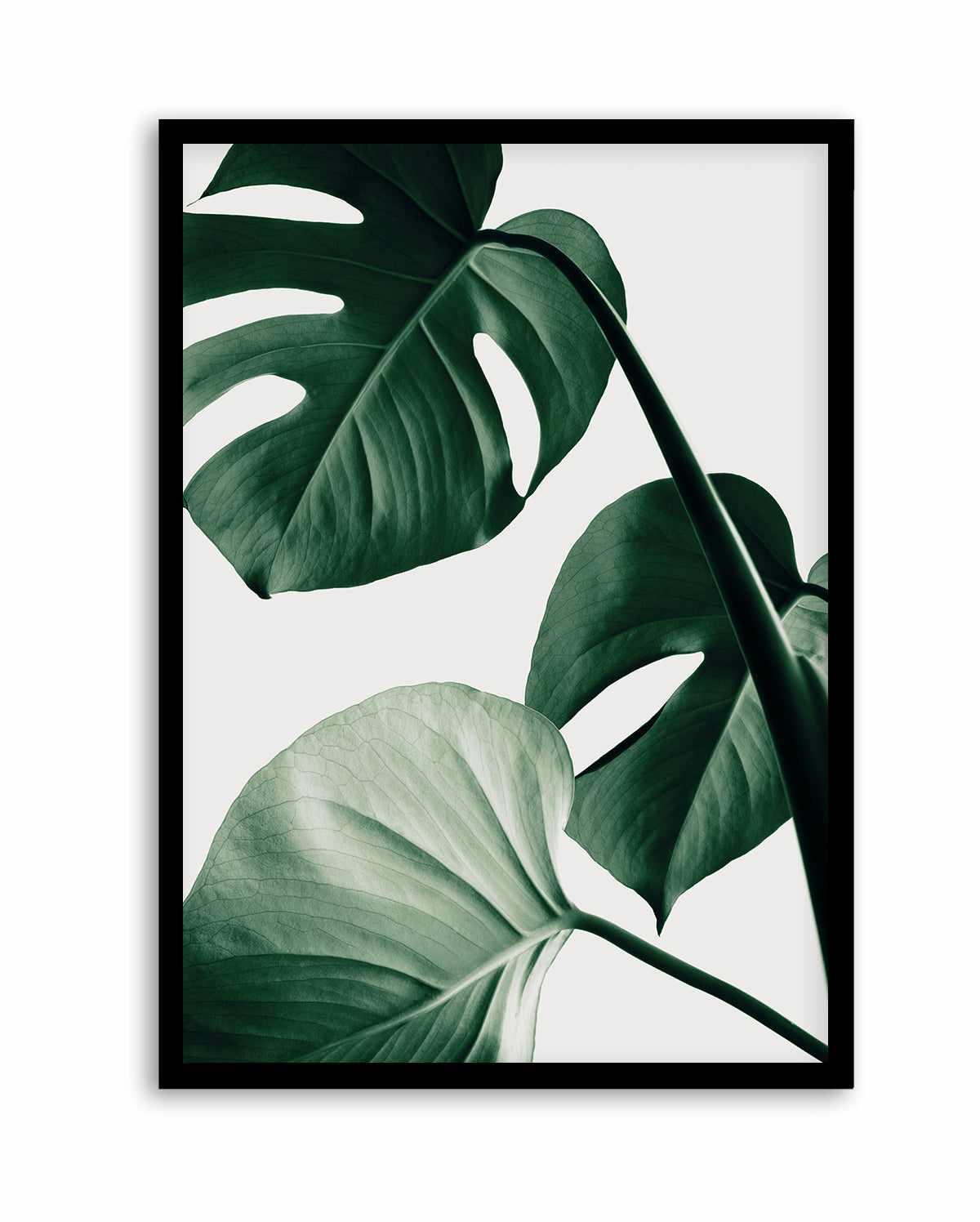 Monstera Natural 42 By Studio III | Art Print