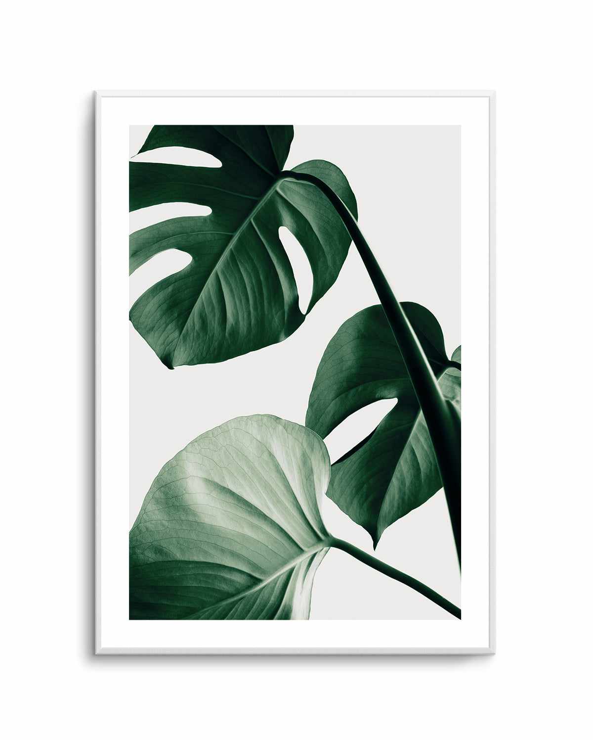 Monstera Natural 42 By Studio III | Art Print