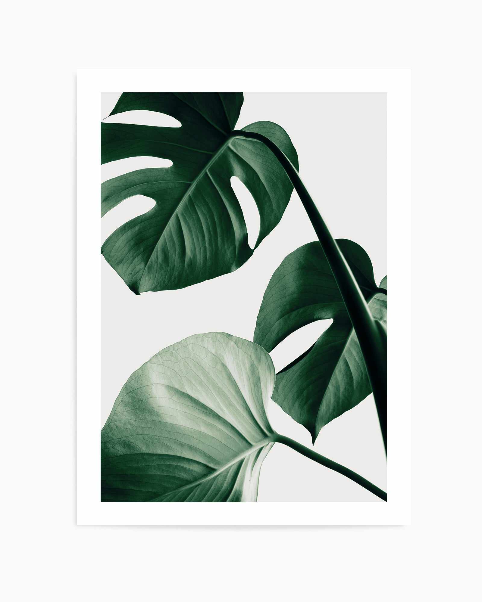 Monstera Natural 42 By Studio III | Art Print