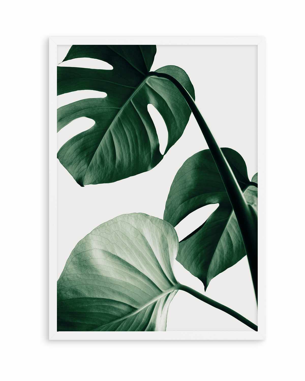 Monstera Natural 42 By Studio III | Art Print