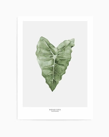 Watercolour art print featuring a single Monstera Siltepecana leaf in shades of muted sage green and deep olive with visible light green veins, on a clean white background. The leaf has a heart-like shape with a pointed tip and slightly ruffled edges.