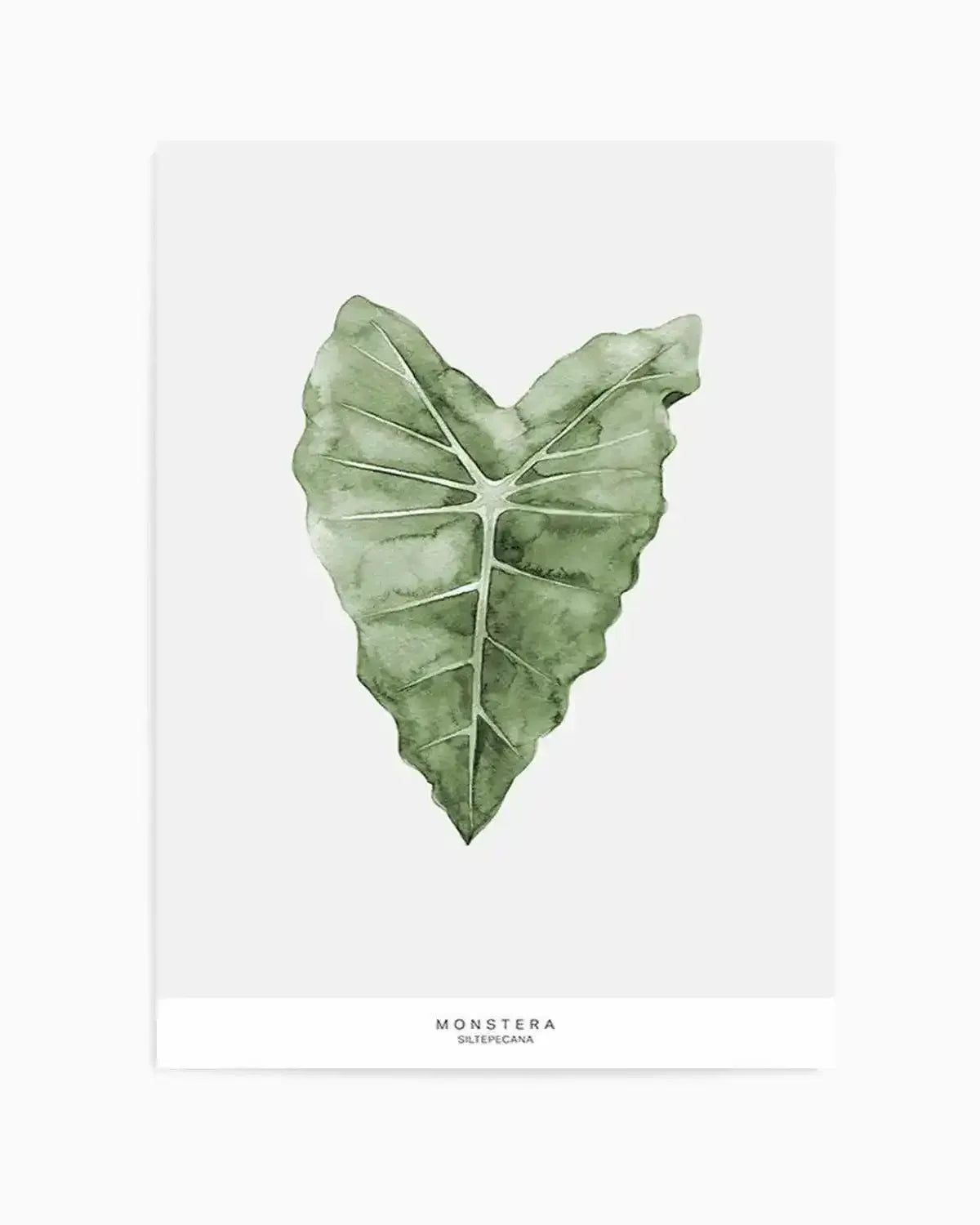 Monstera Siltepecana Art Print from Olive et Oriel where you can shop wallpaper and artworks online