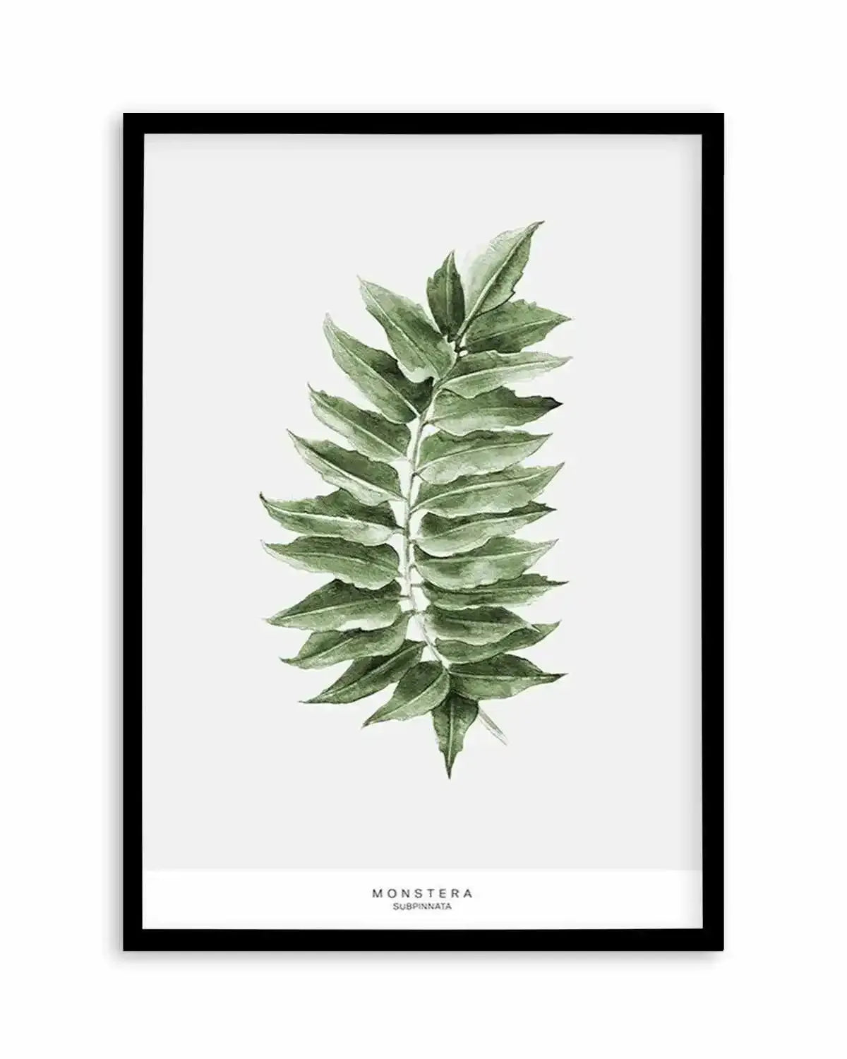 Monstera Subpinatta Palm Art Print from Olive et Oriel where you can shop wallpaper and artworks online