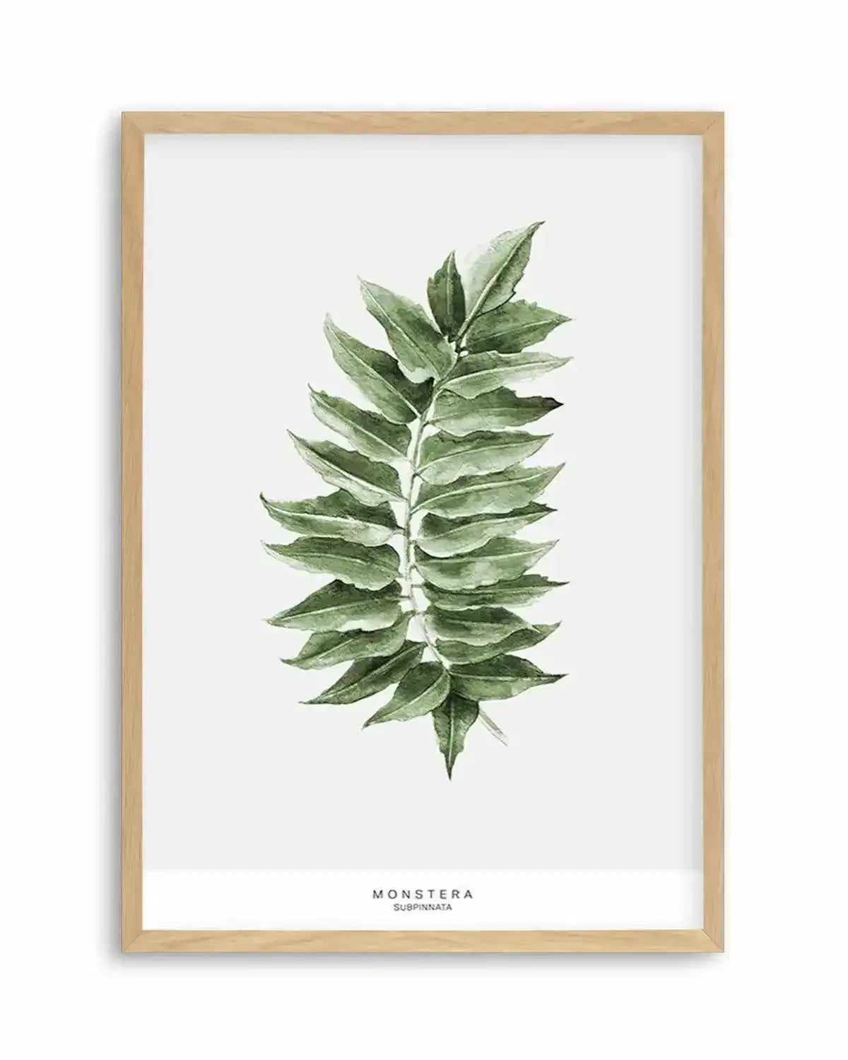 Monstera Subpinatta Palm Art Print from Olive et Oriel where you can shop wallpaper and artworks online