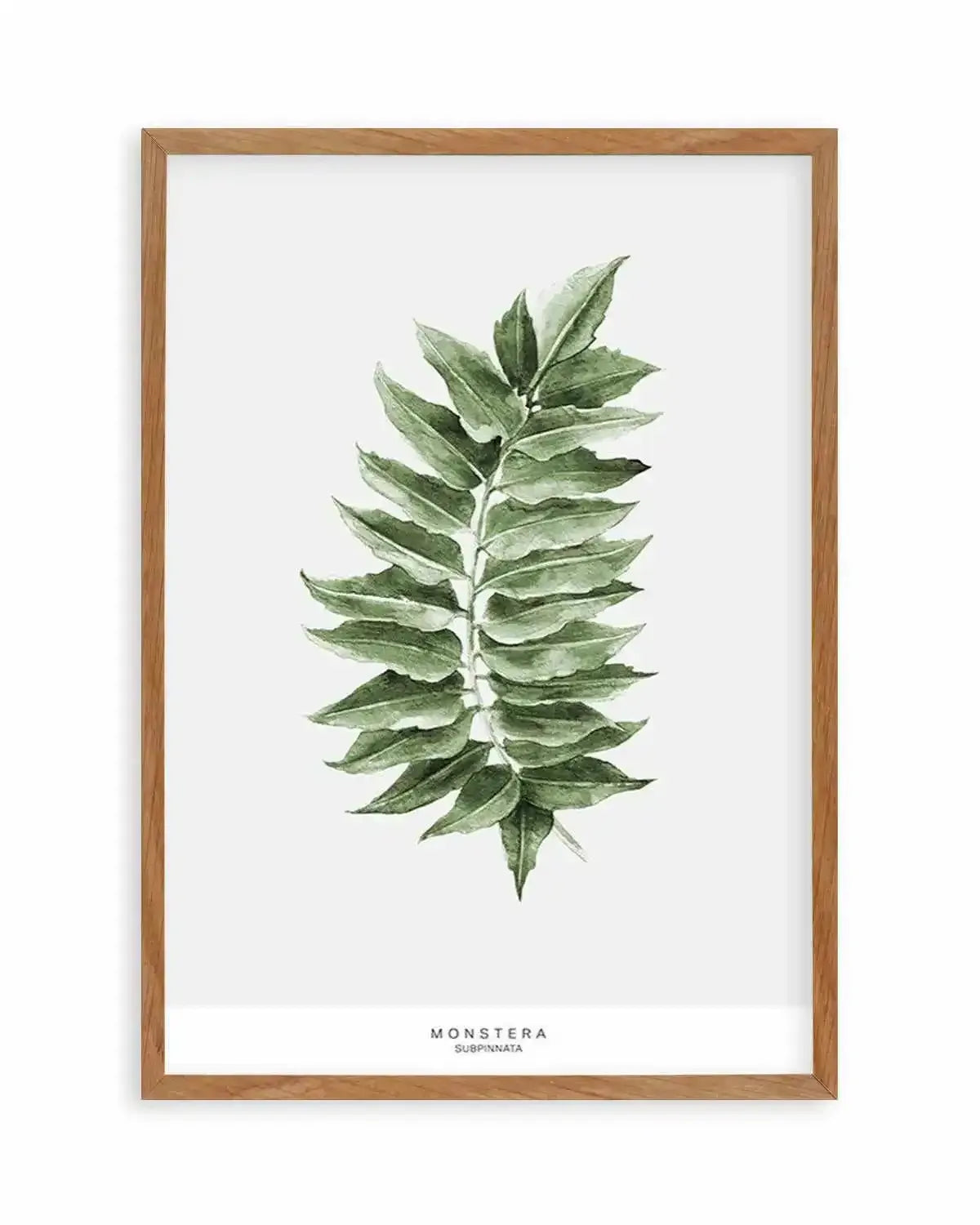 Monstera Subpinatta Palm Art Print from Olive et Oriel where you can shop wallpaper and artworks online